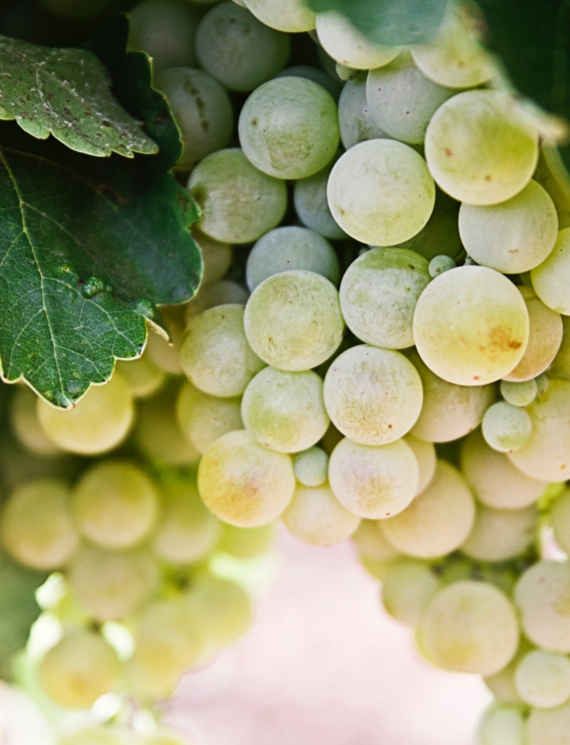 Weinrebe vom Weingut Hess-Hautt in Winningen Weinrebe vom Weingut Hess-Hautt in Winningen